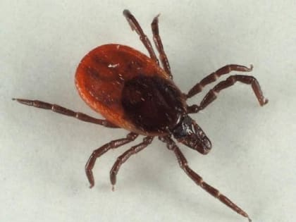 Осторожно, клещи!