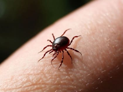 Увеличение случаев укусов клещей в Псковской области