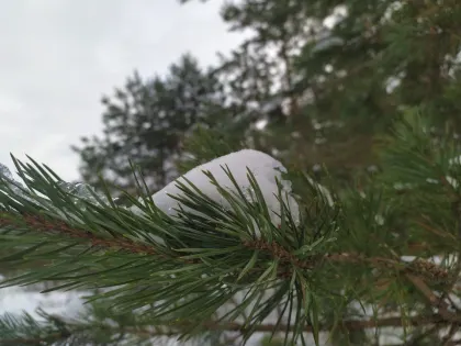 В первый день 2025 года псковичей ждет мокрый снег