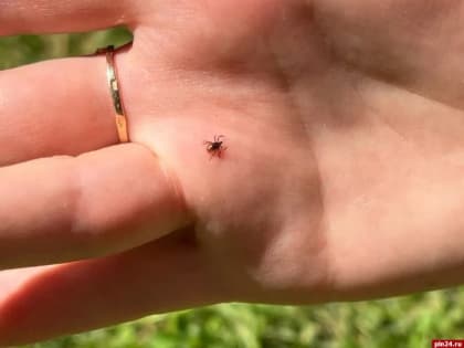 Новые клещевые паразиты в Псковской области