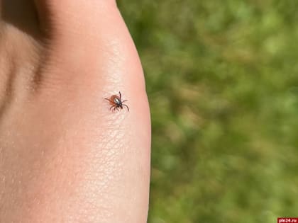 Пораженность клещей боррелиозом в Псковской области превысила 21%