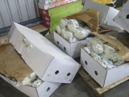 Выявлено 24 случая заражения хризантем в Псковской области