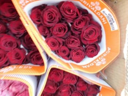 Зараженные розы выявили в Псковской области