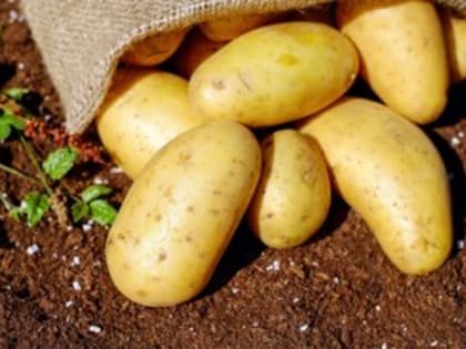 Диетолог развеяла популярный миф о вреде картофеля