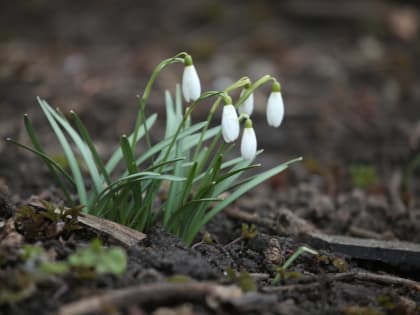 До +22 градусов прогреется воздух в Псковской области 1 апреля