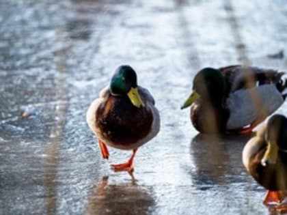 Какая погода ожидает жителей Псковской области в субботу