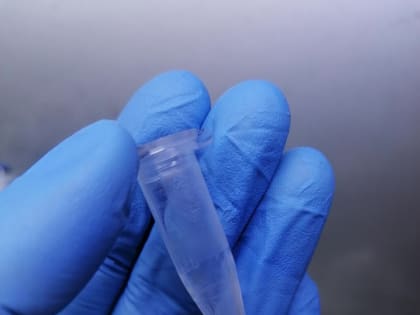 Обнаружены новые виды риккетсий в Псковской области