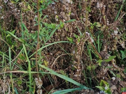 Обнаружение карантинных объектов в Псковской области