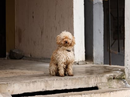 Важность Всемирного дня борьбы с бешенством