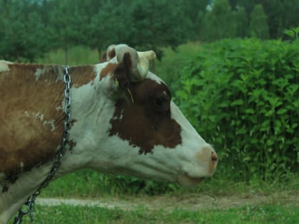 Употребление коровьего молока и его влияние на здоровье женщин