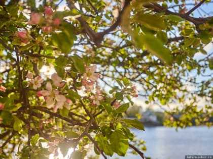 В Пскове побит температурный рекорд 1995 года