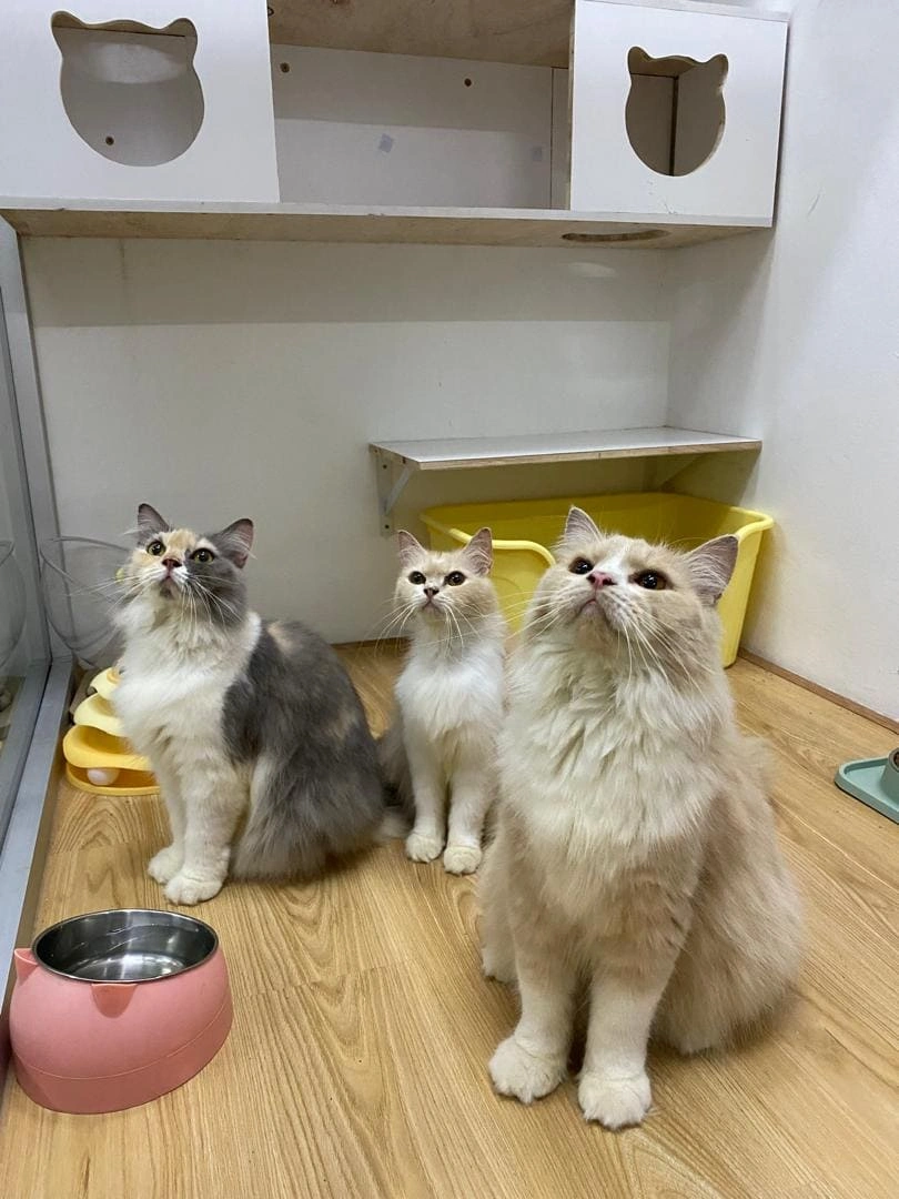 Cat 8