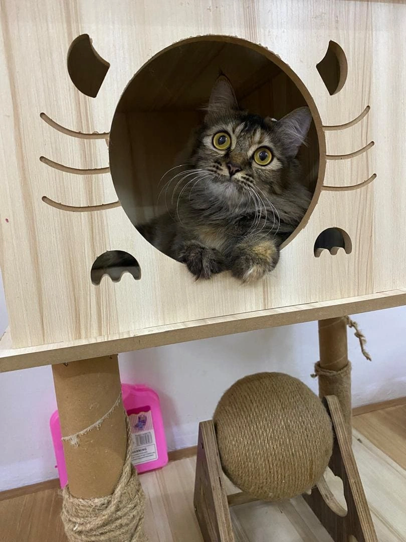 Cat 10