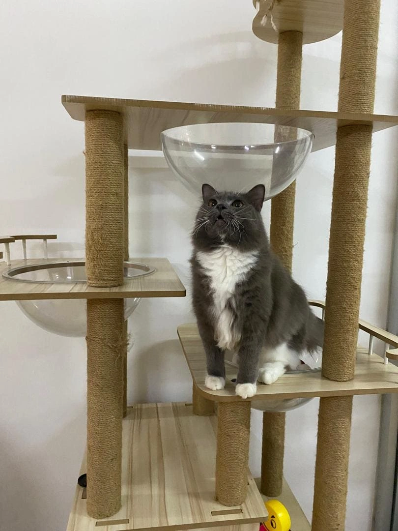 Cat 11
