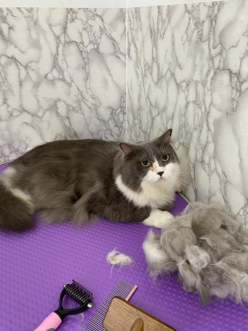 Cat 12
