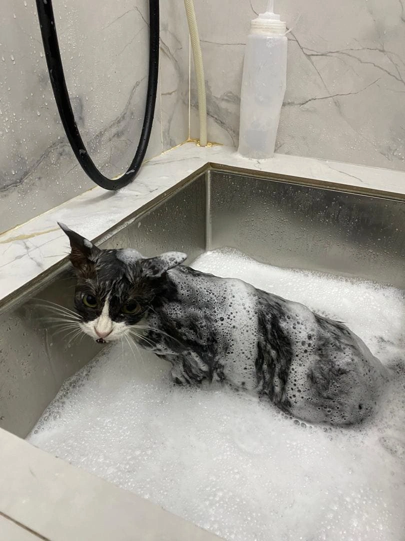 Cat 13
