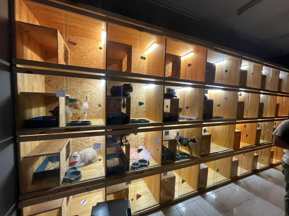 KatzGroomer Gallery 5