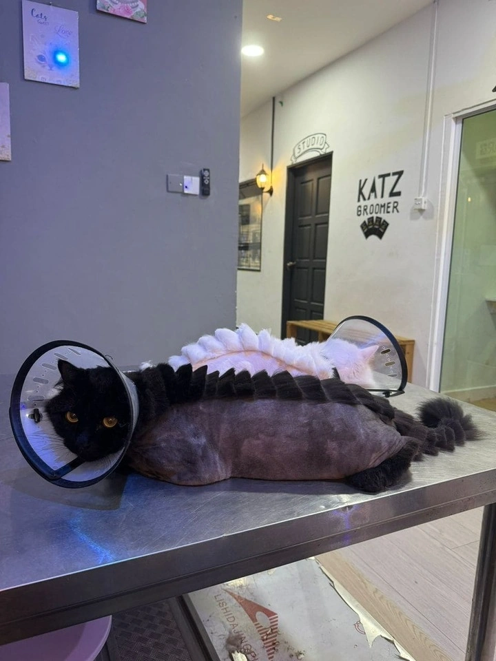 KatzGroomer Gallery 12
