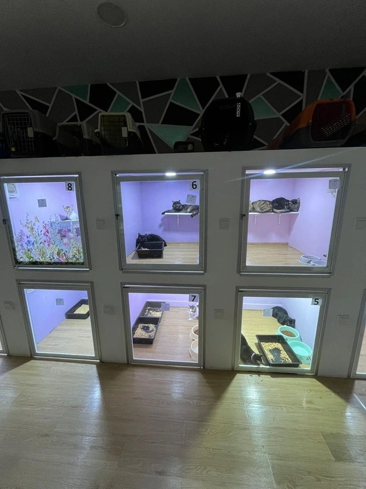 KatzGroomer Gallery 2