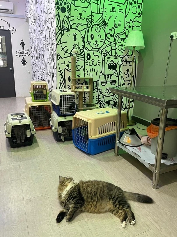 KatzGroomer Gallery 10