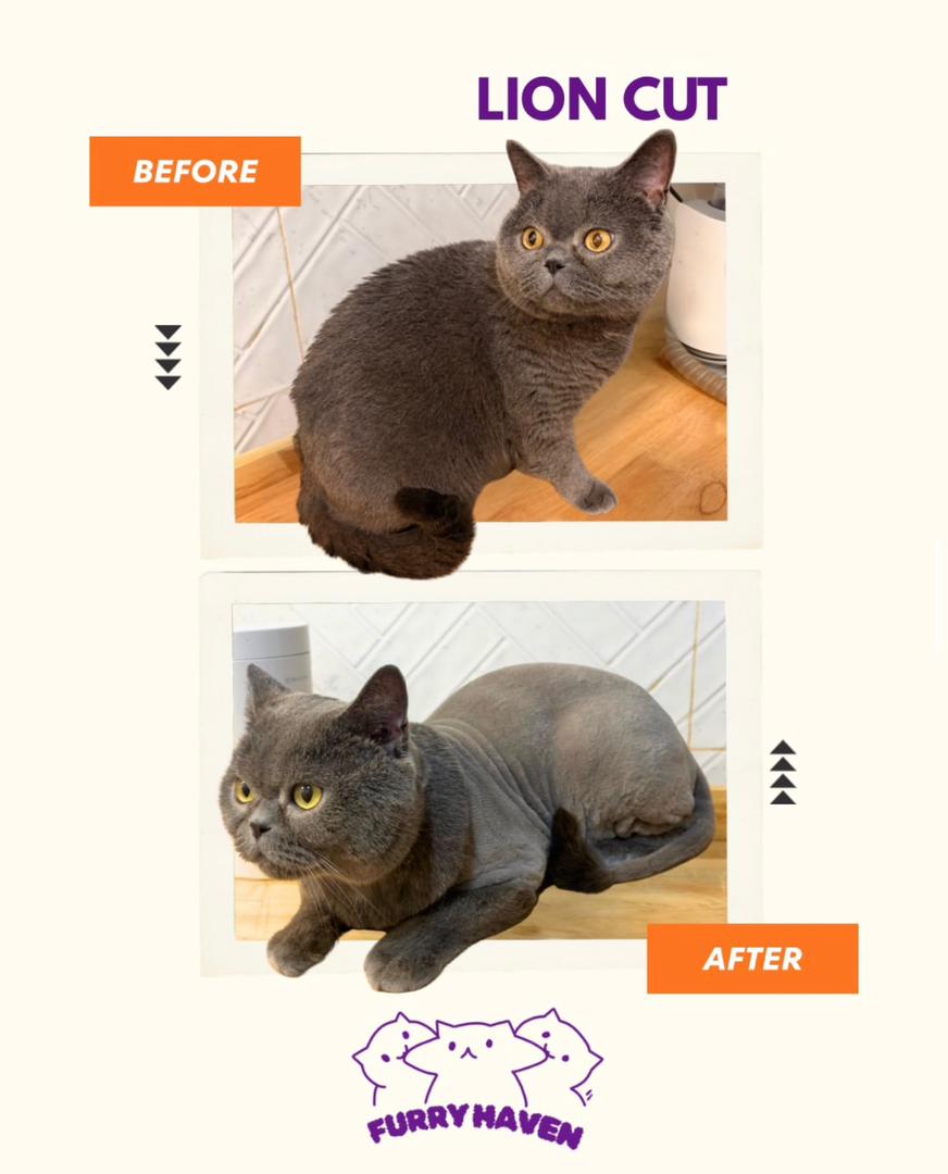 Lion Cut Results