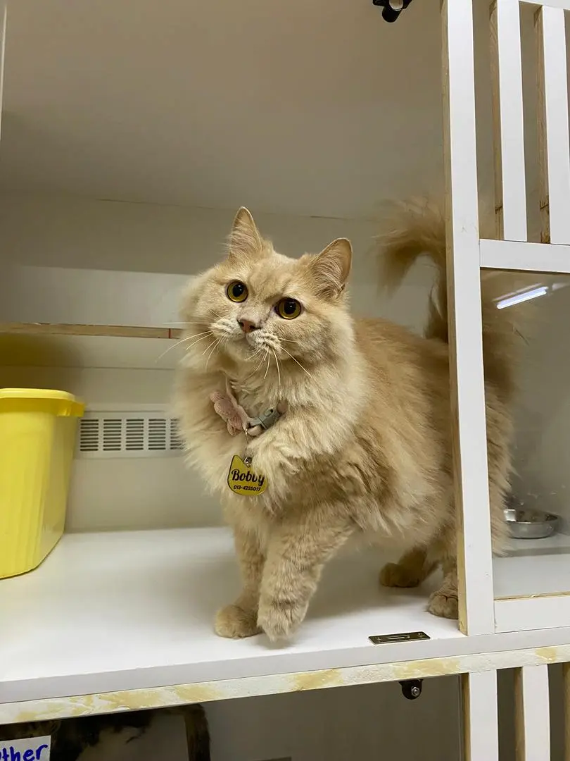 Cat 19