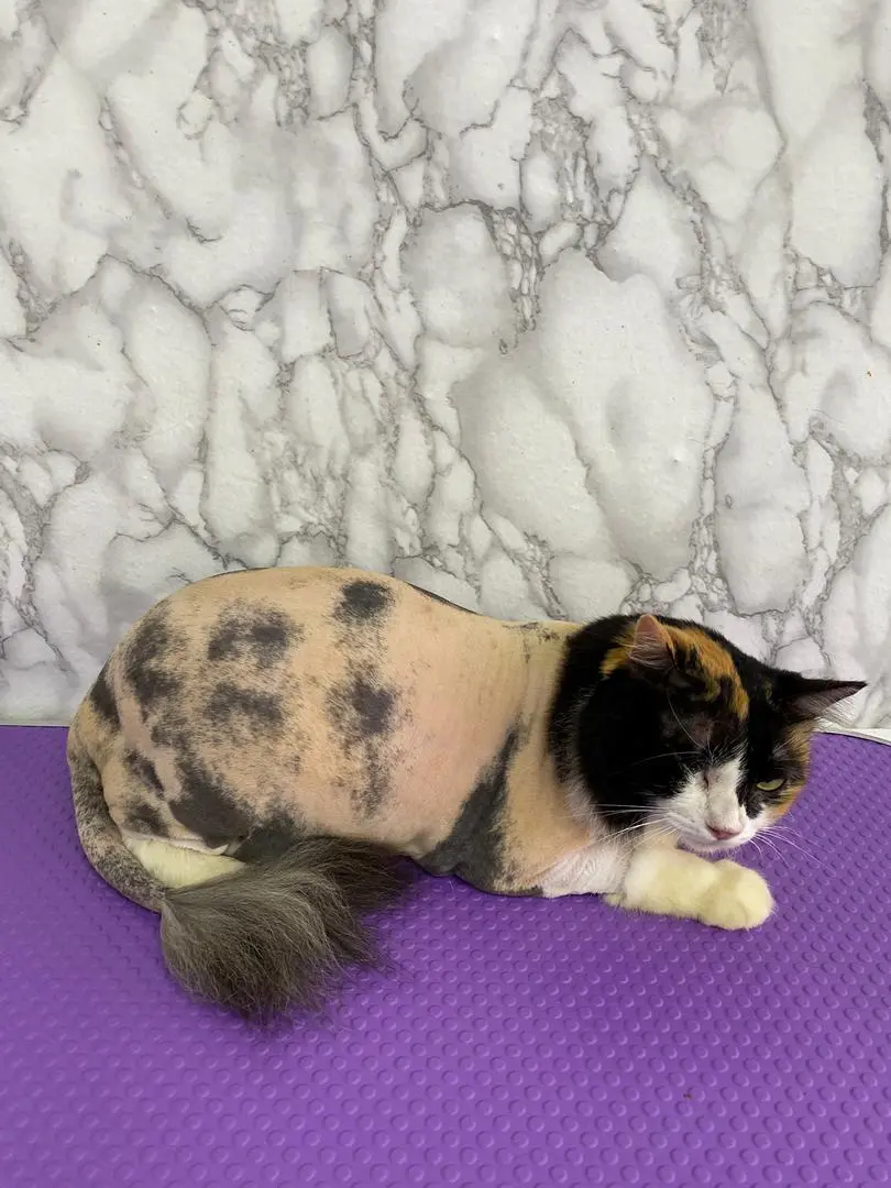 Cat 18