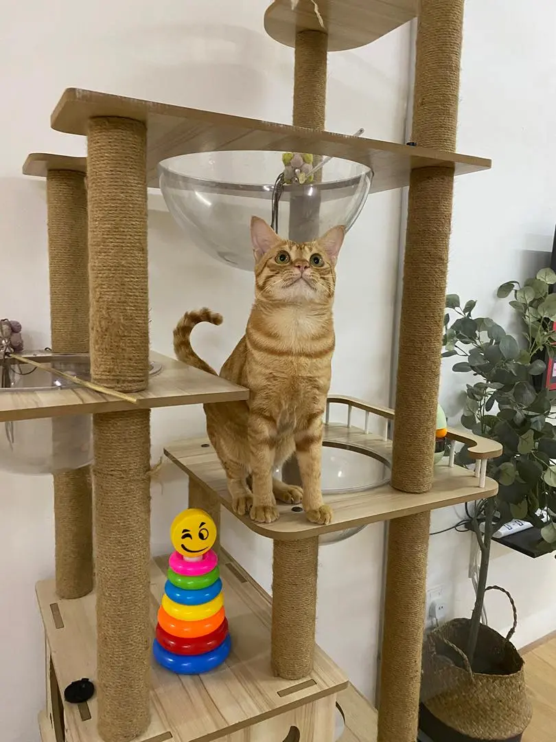 Cat 17