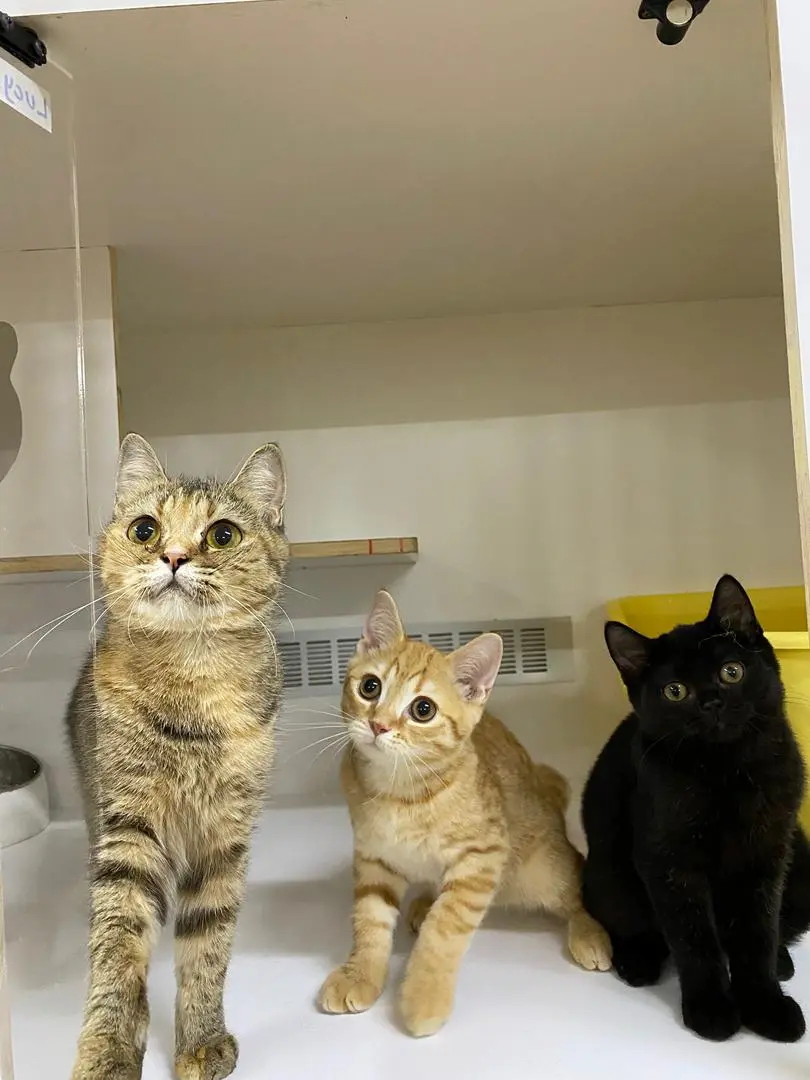 Cat 14