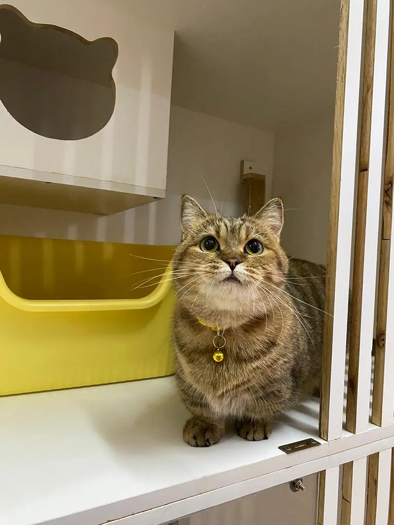 Cat 15