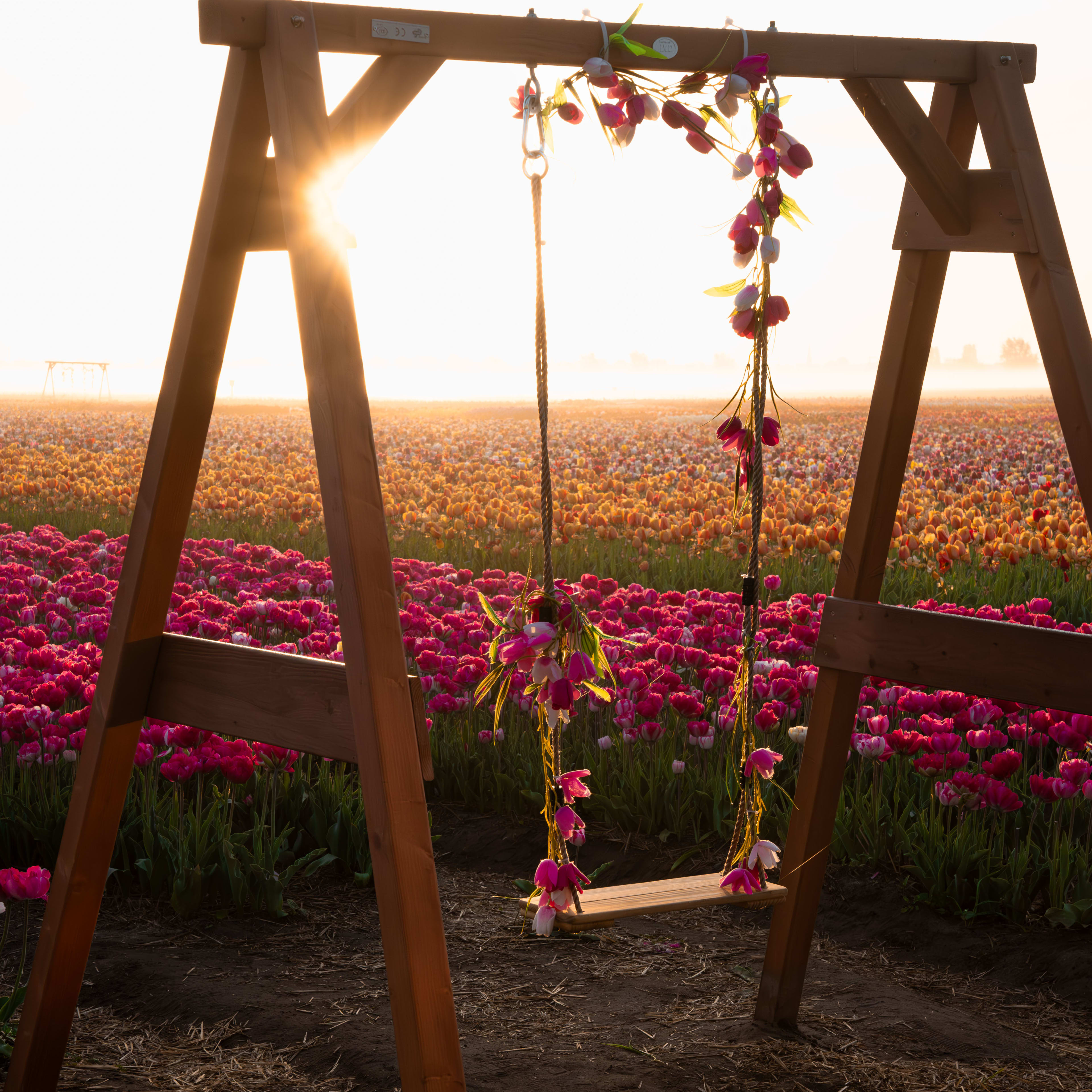 Half Day Tulip Experience Tour