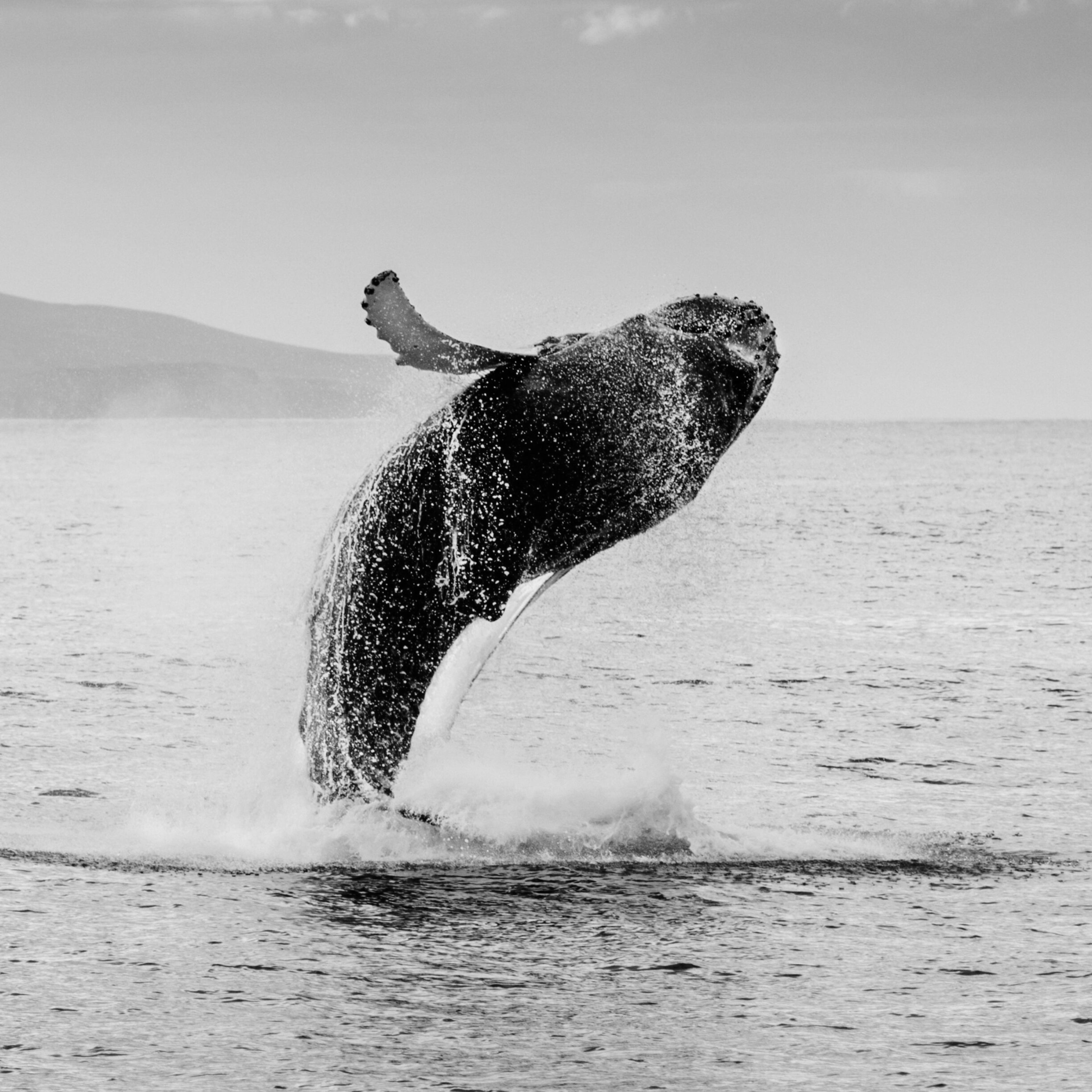 Waikiki Whale Watching Tour
