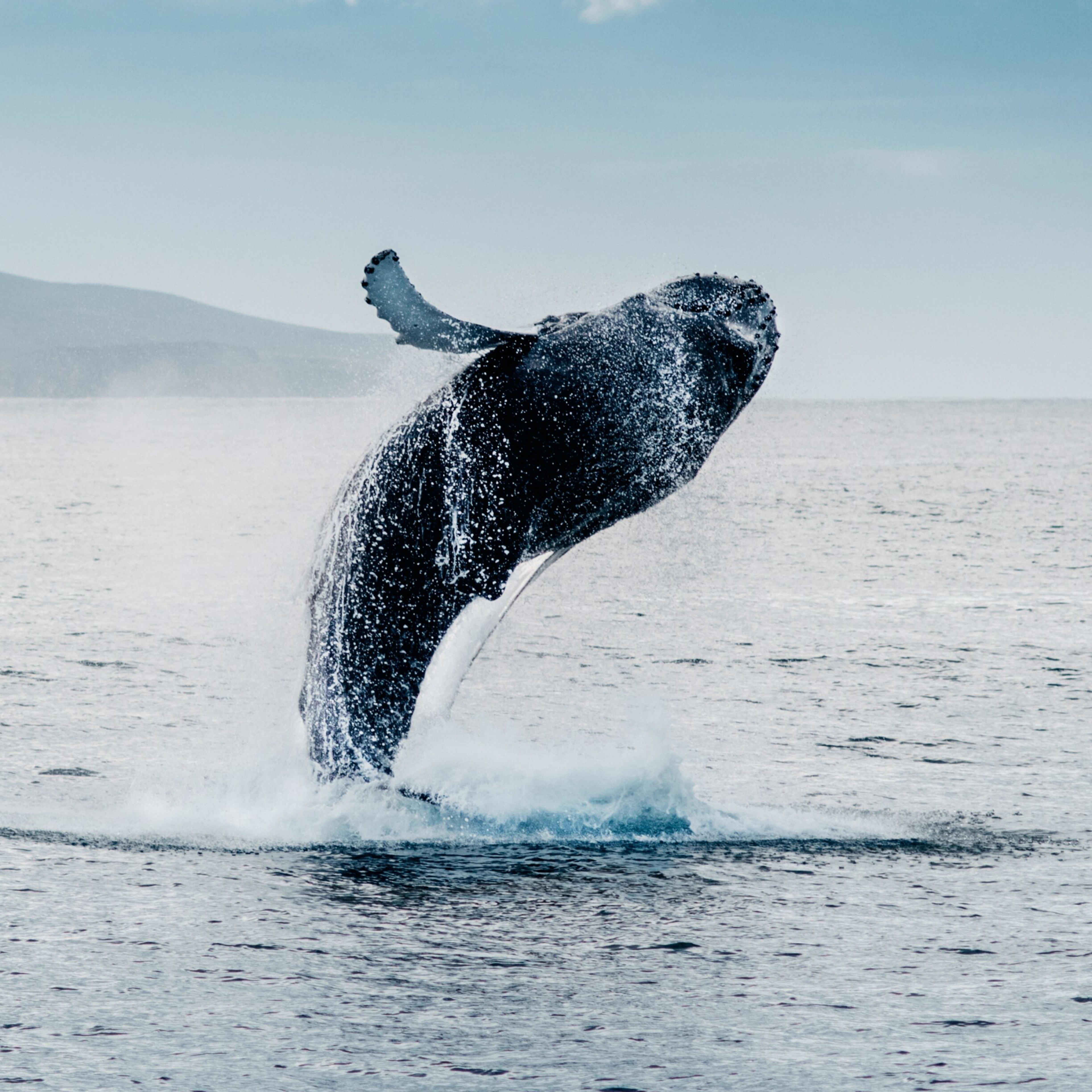 威基基观鲸之旅| Go City®