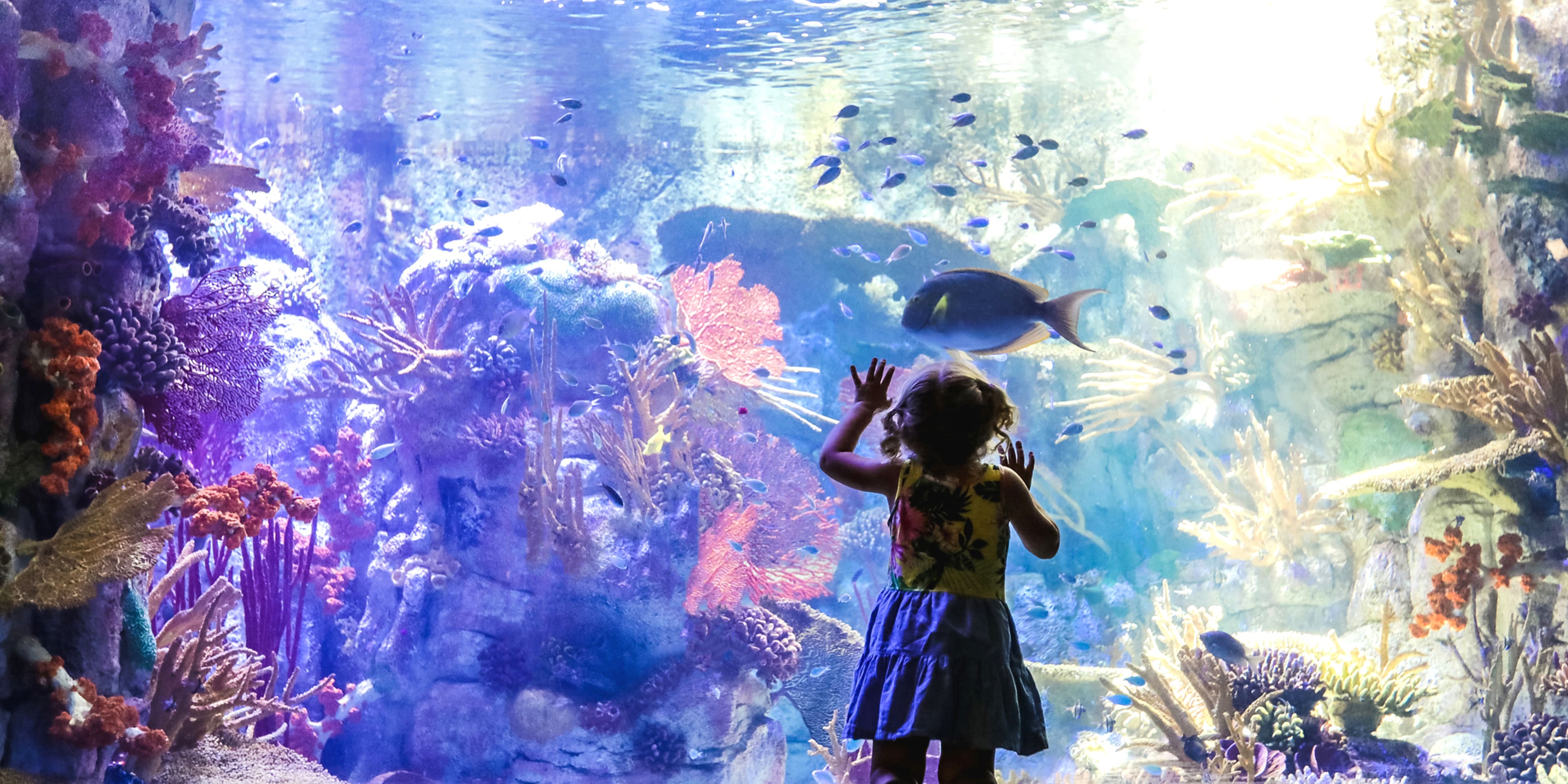 San Diego Memorial Day Weekend - 10+ Things to Do in San Diego in May