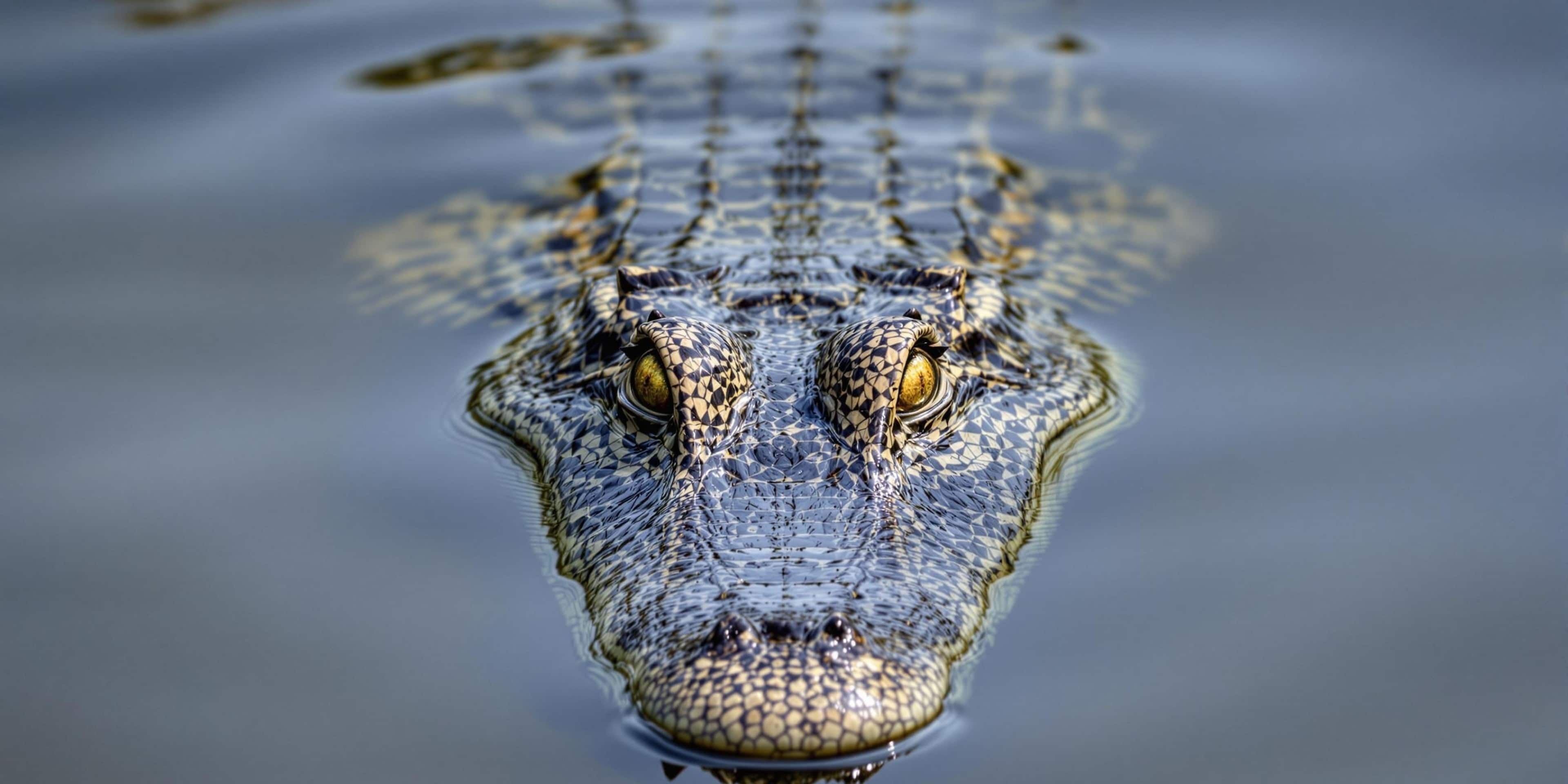 alligator swimming with its eyes and snout above water