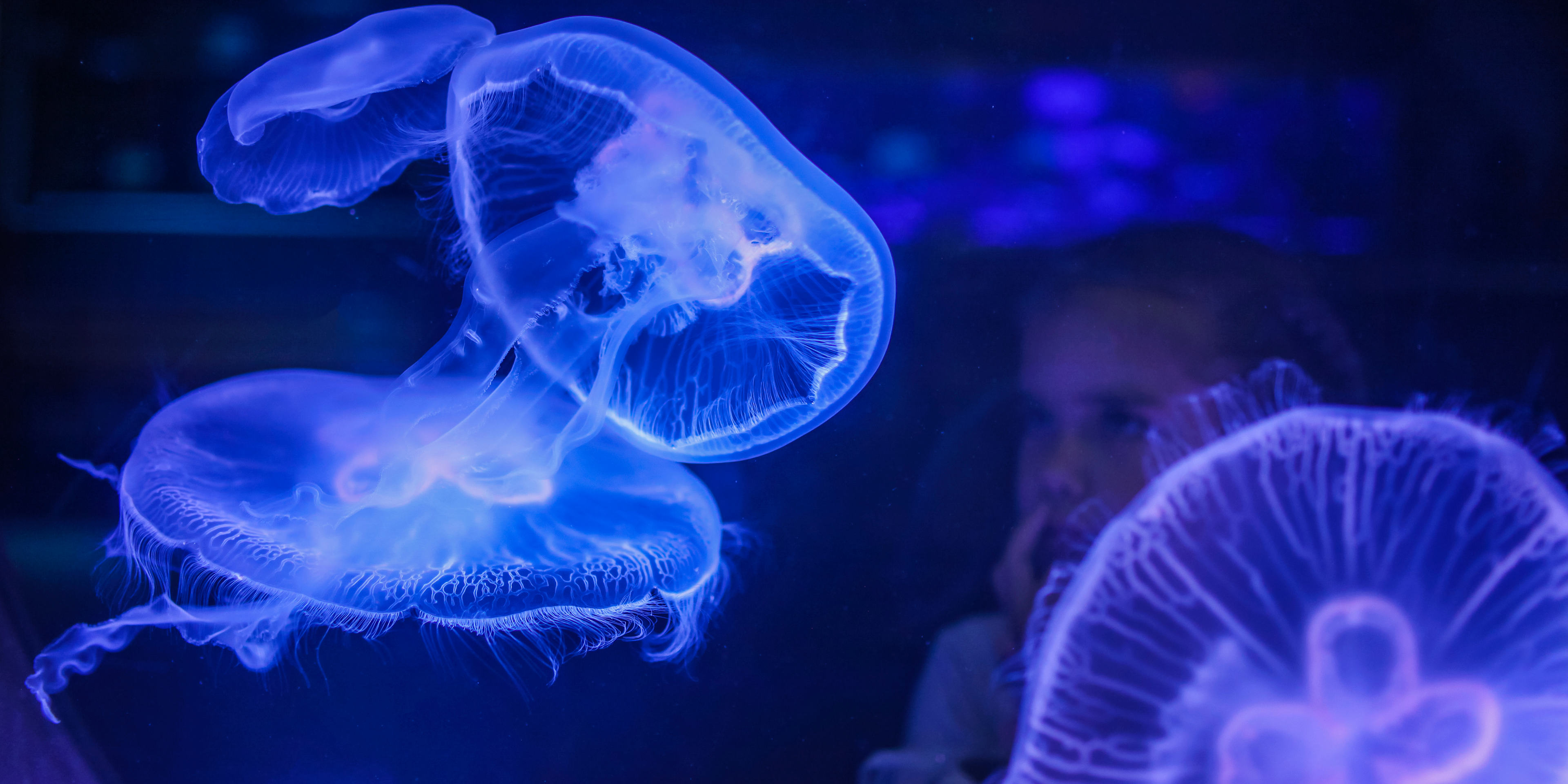 Young Girl Looking at Jellyfish