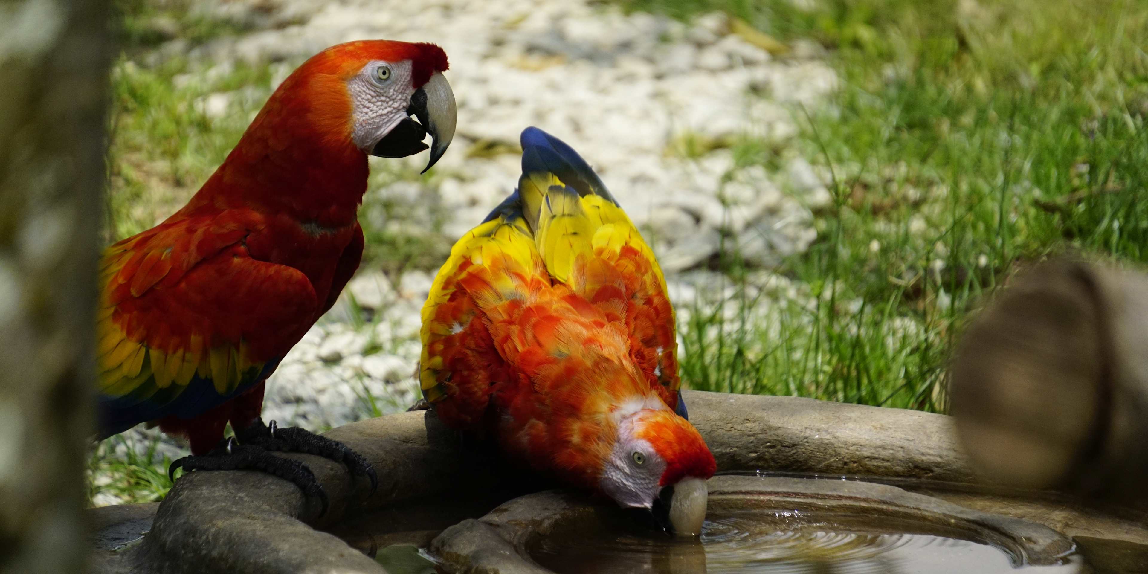 Macaws at Bird Paradise