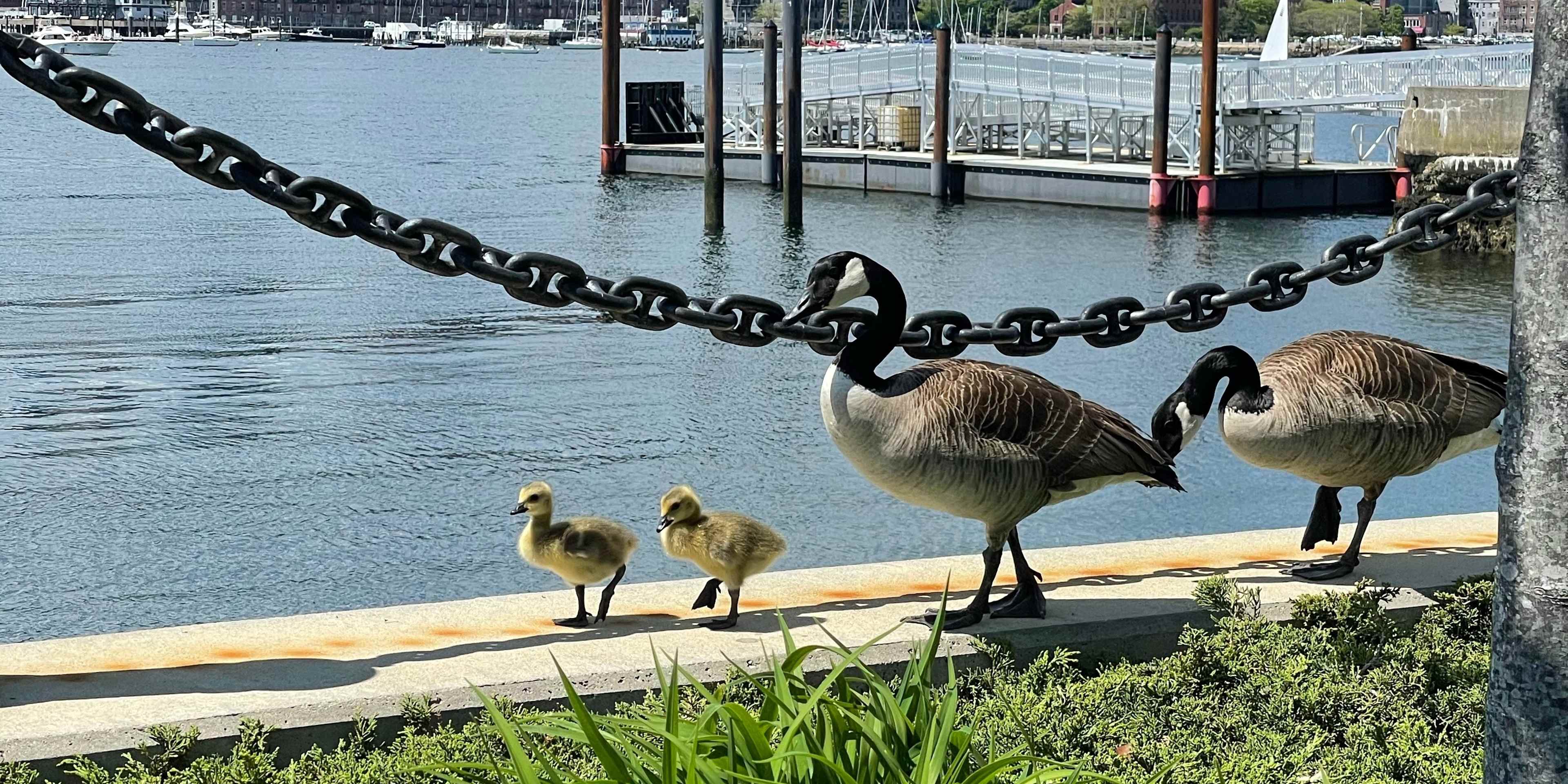 Ducks on Boston Harbor