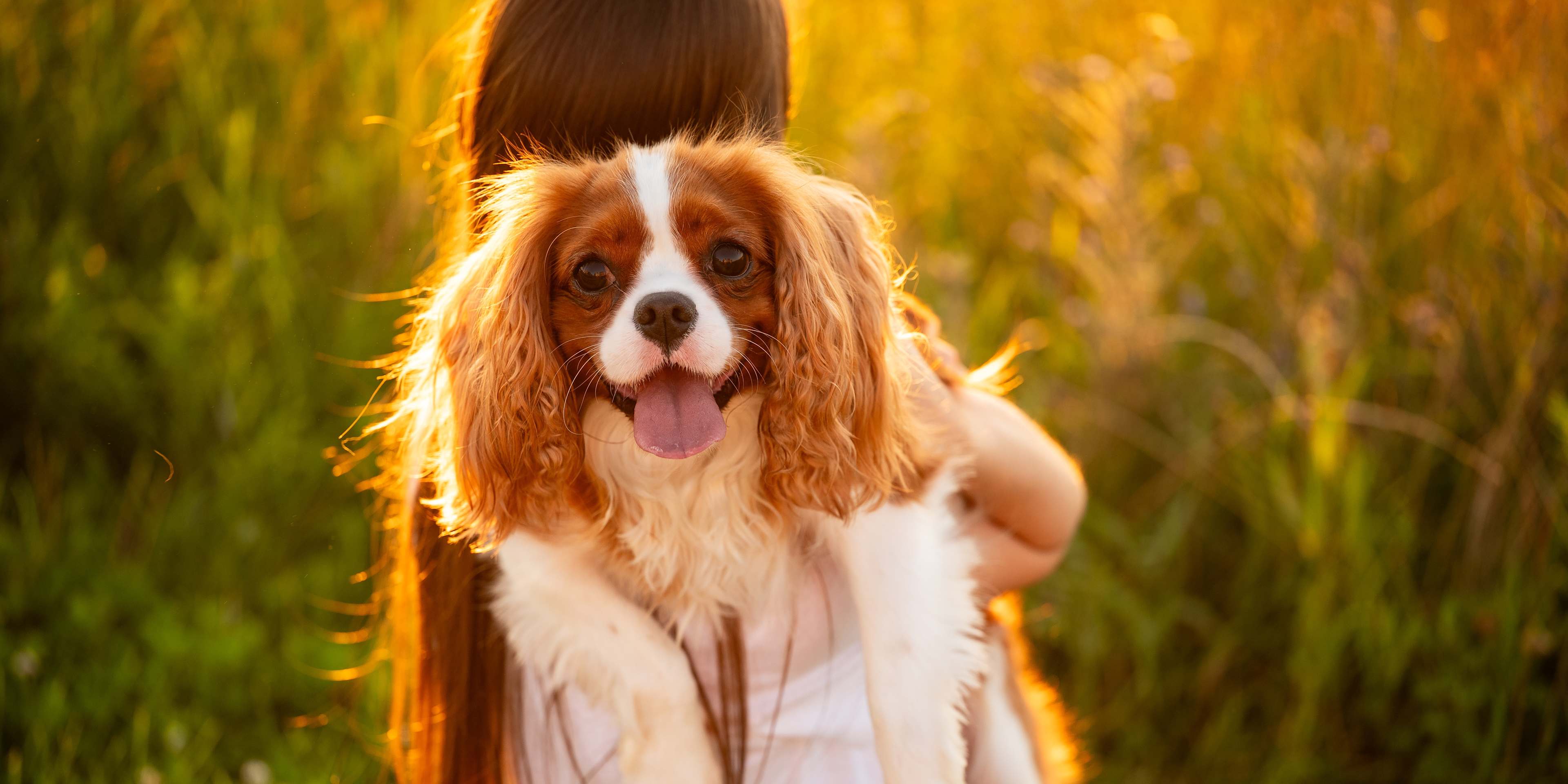 a dog and her owner in a sunny park