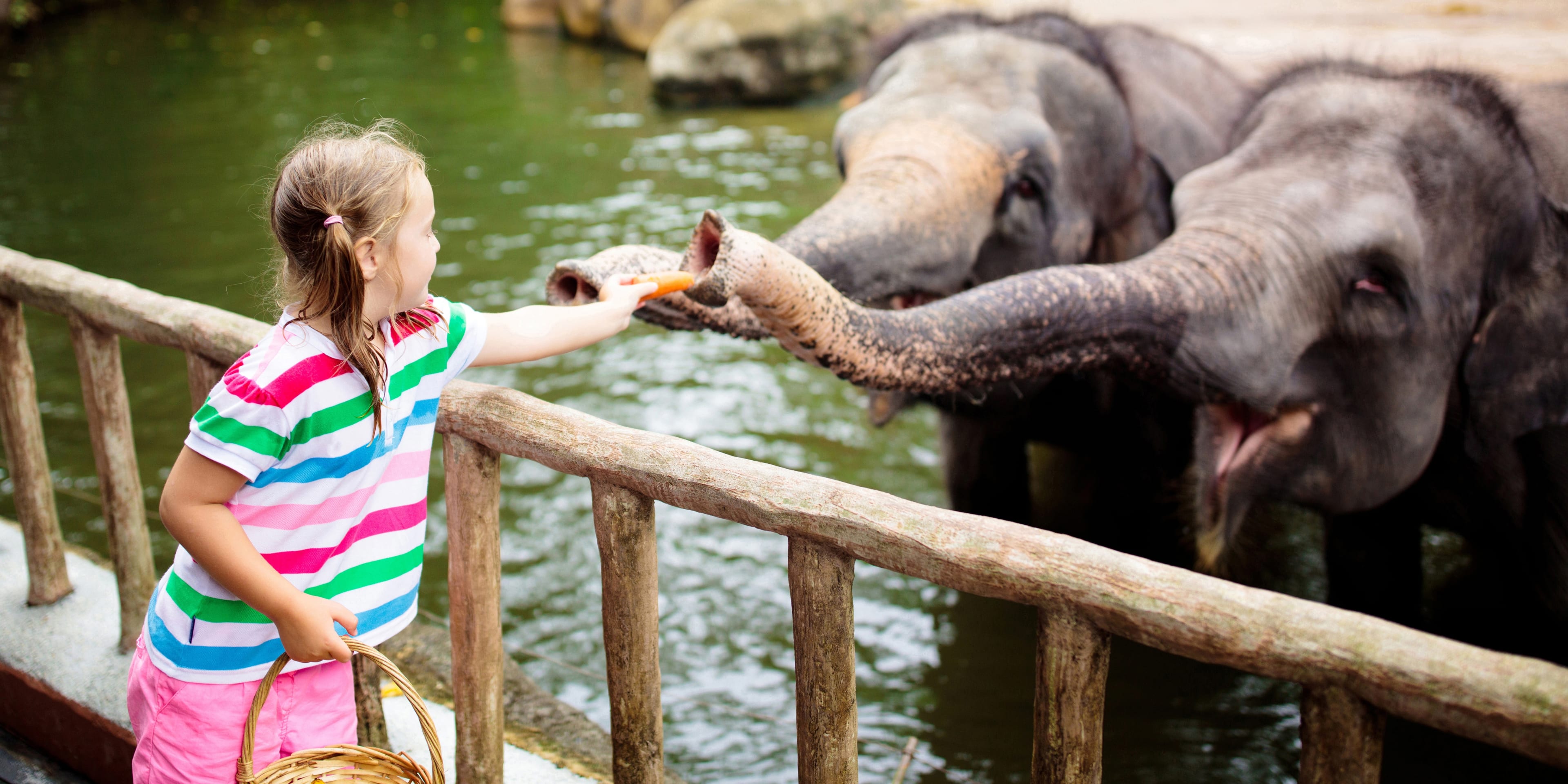 famiglia-che-dà-da-mangiare-a-un-elefante-zoo-bambini