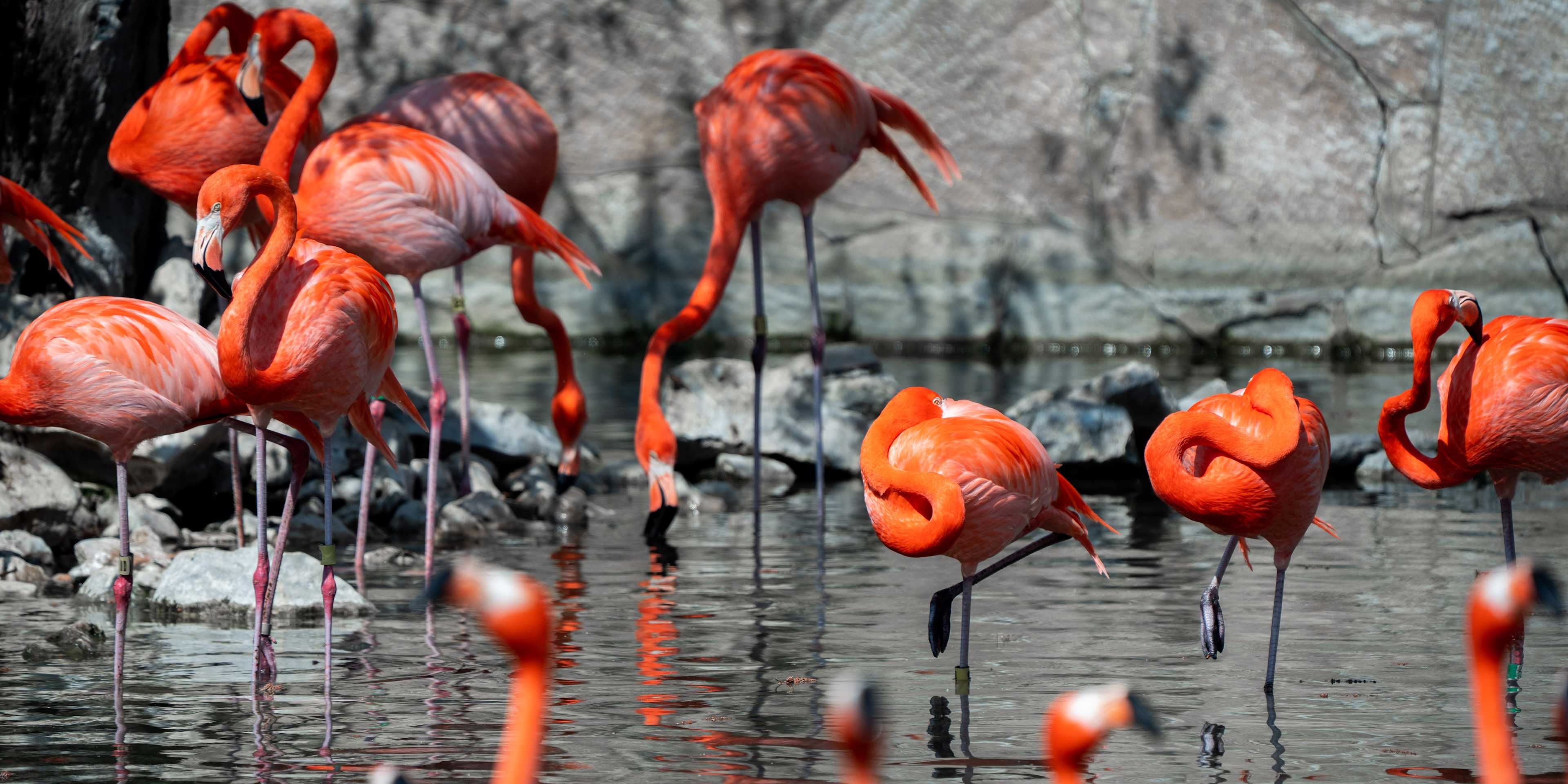 flamingos at san antonio zoo