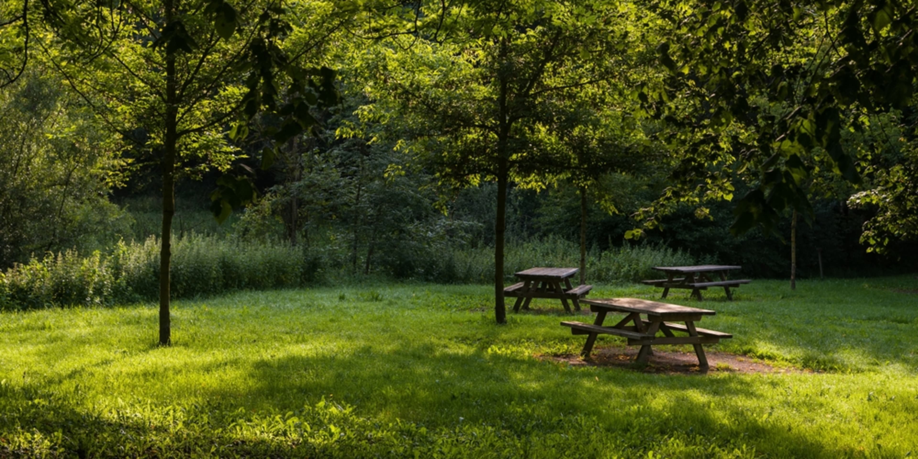 Bancos de piquenique na floresta
