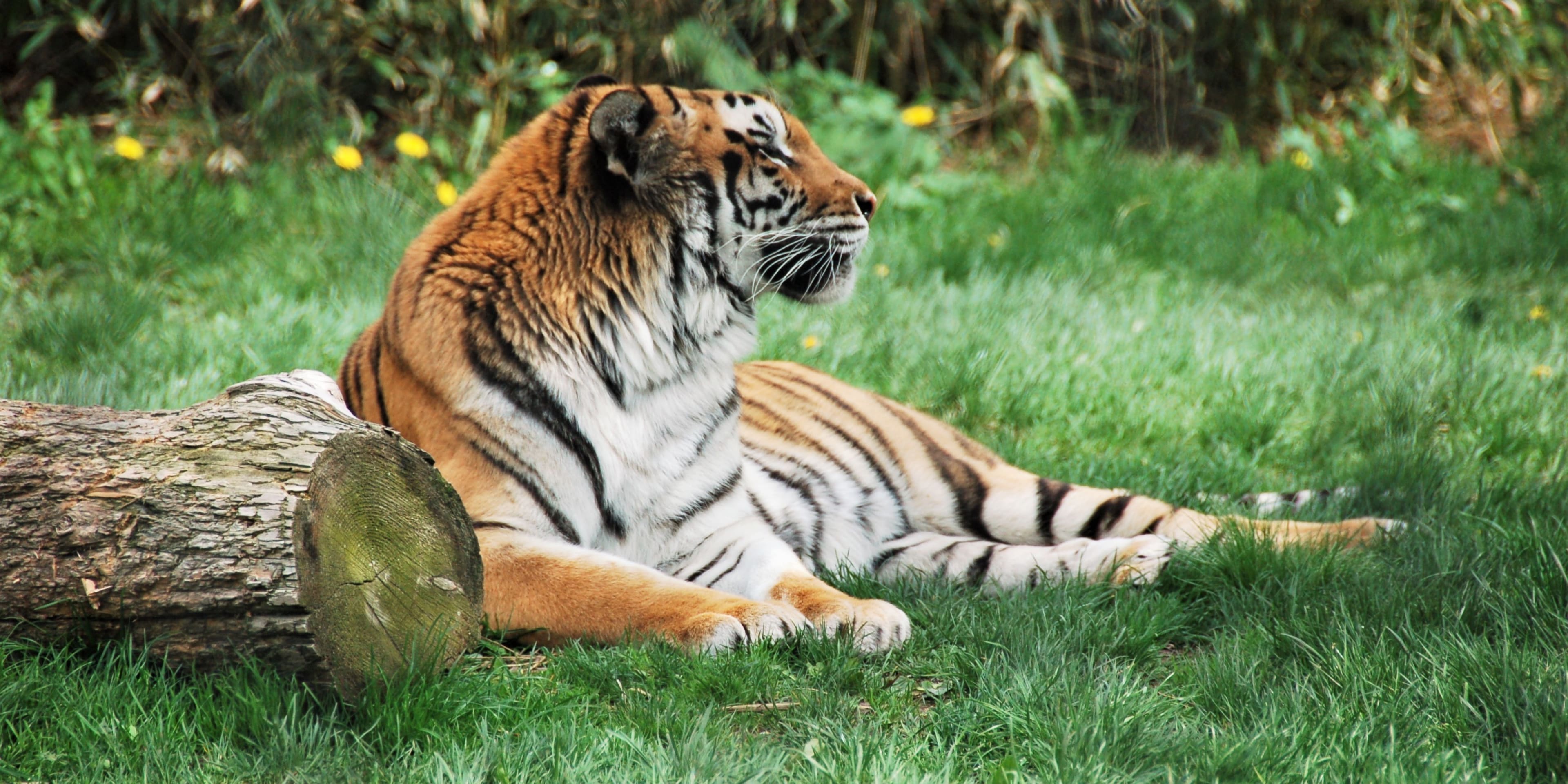 Tiger at Franklin Park Zoo