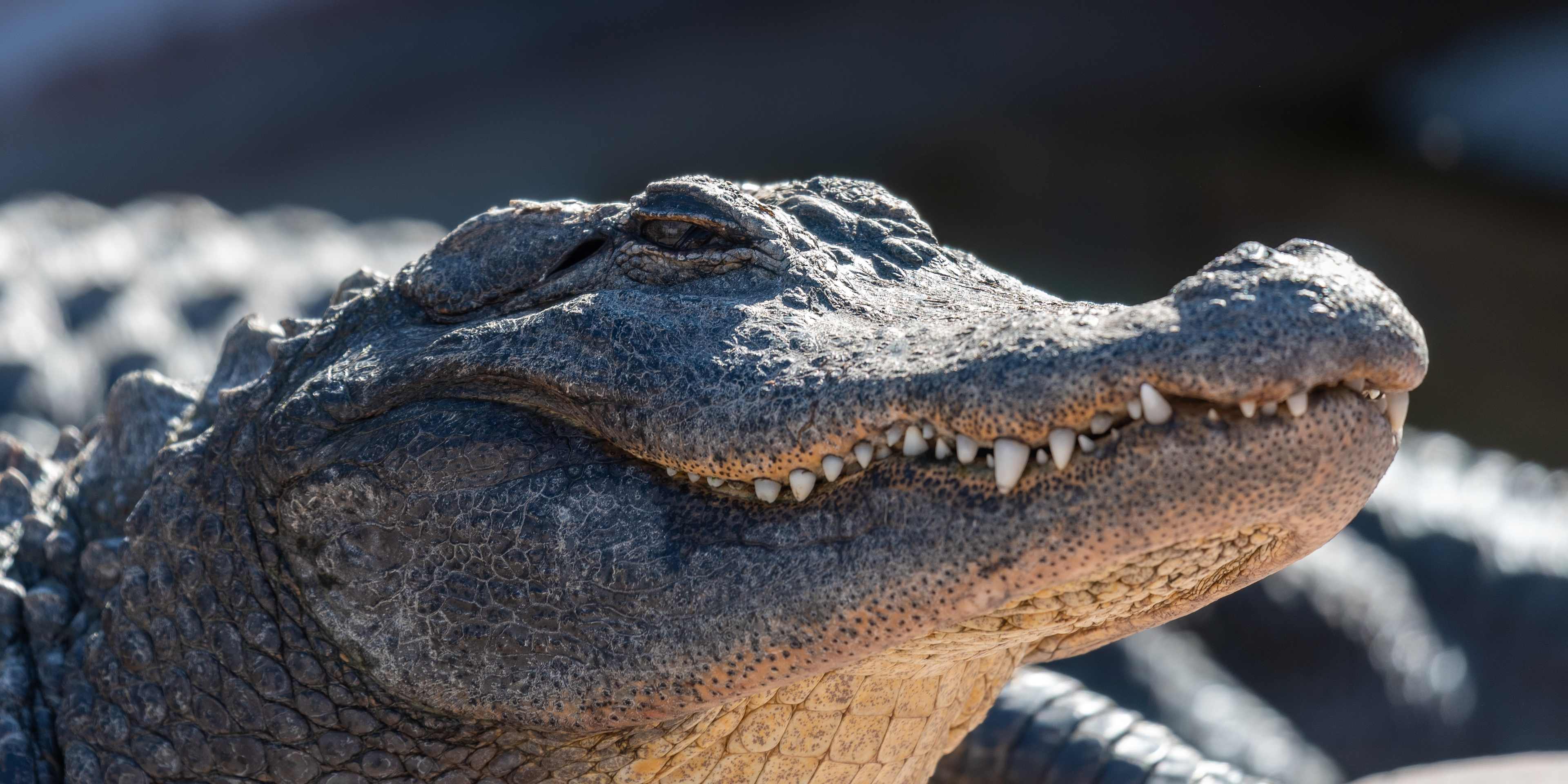 gator relaxing in the sun