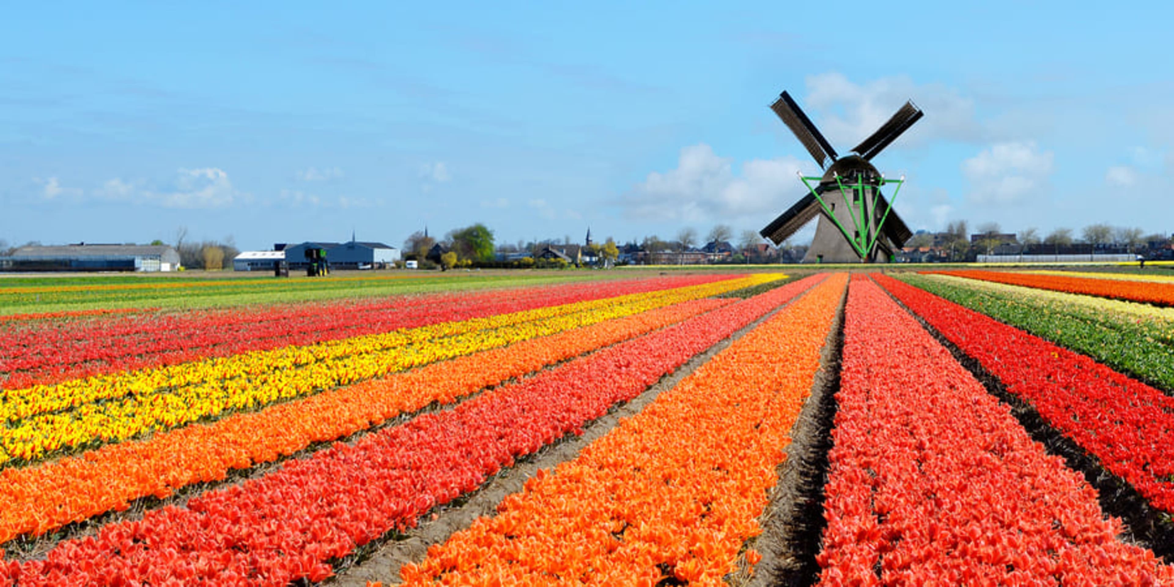 Windmill and colorful bulb fields in the Netherlands