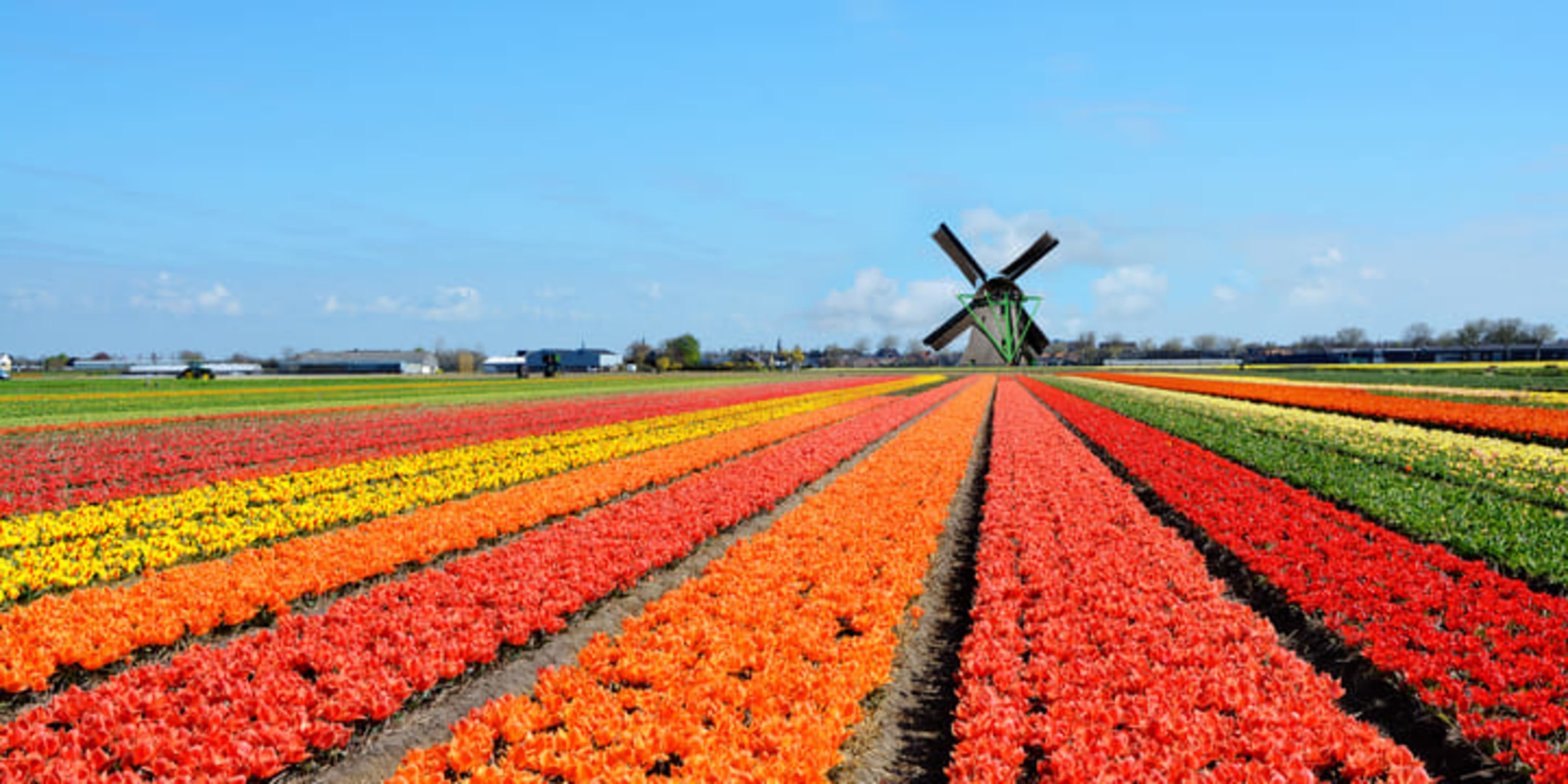 Guide du Keukenhof : La principale attraction printanière d'Amsterdam