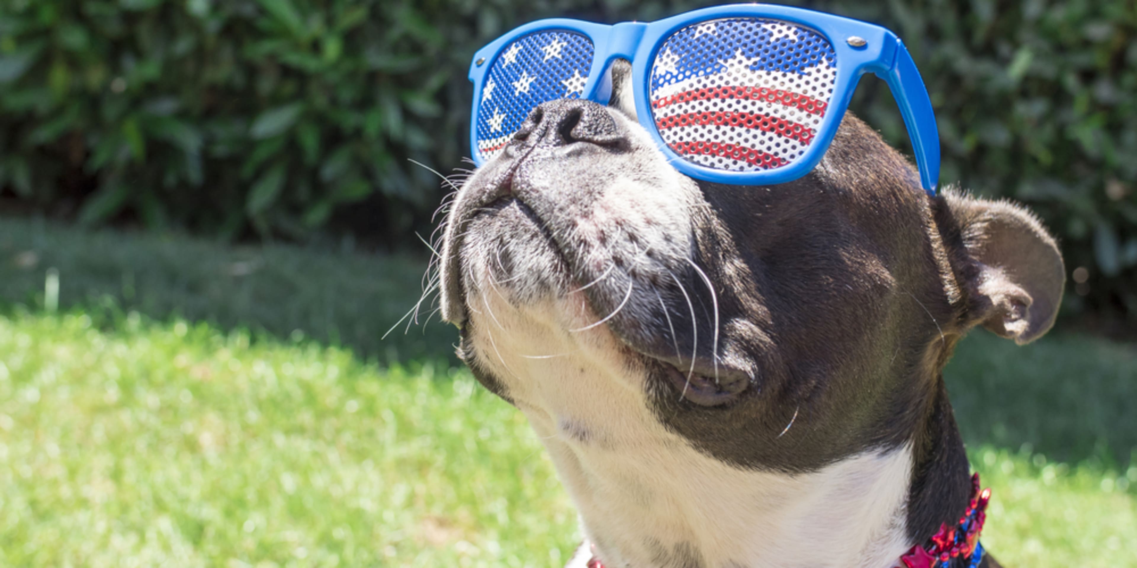 Boston Terrier con gafas de sol con la bandera de Estados Unidos para celebrar el 4 de julio.