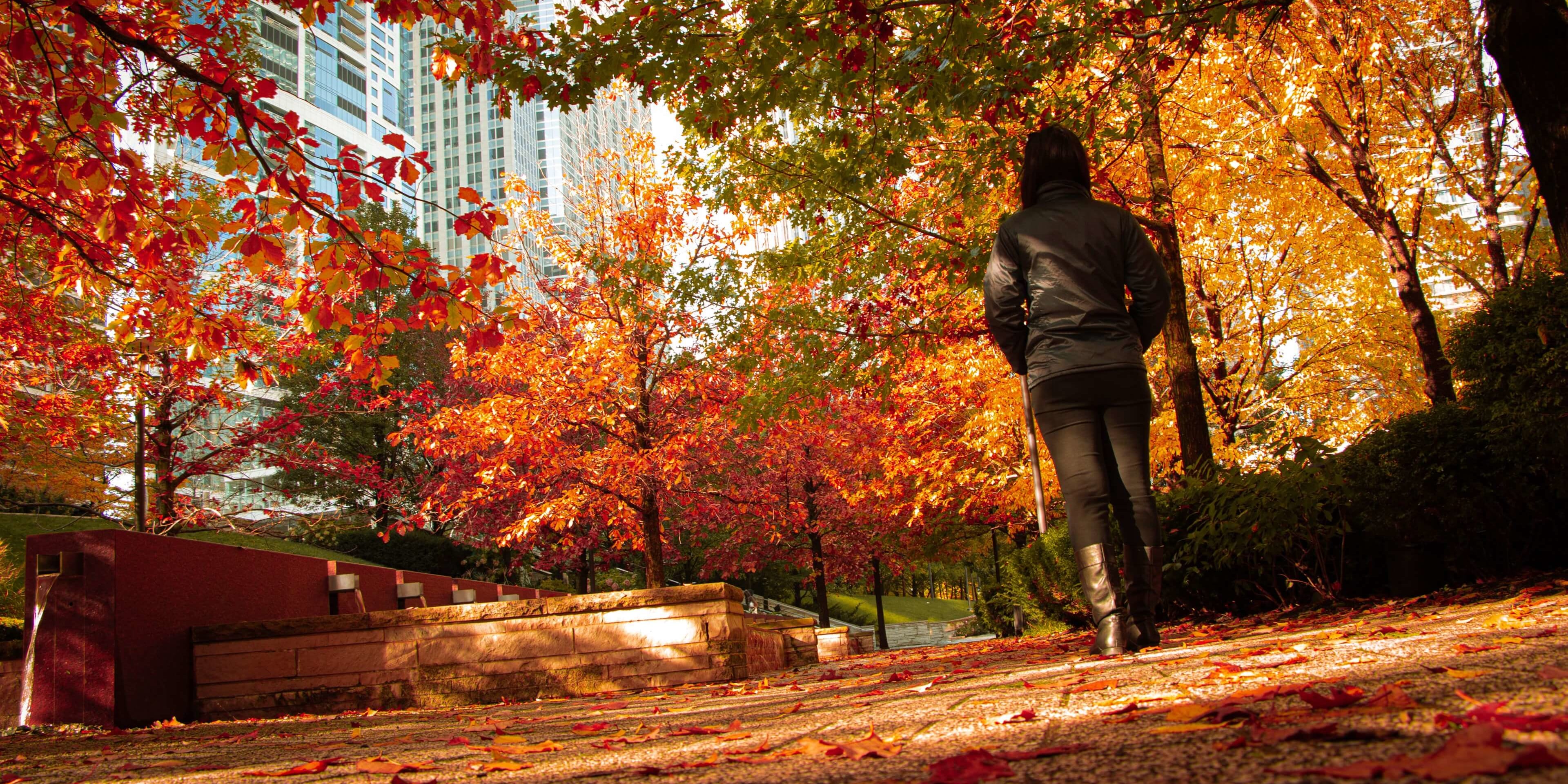 A walker takes in Chicago's fall color