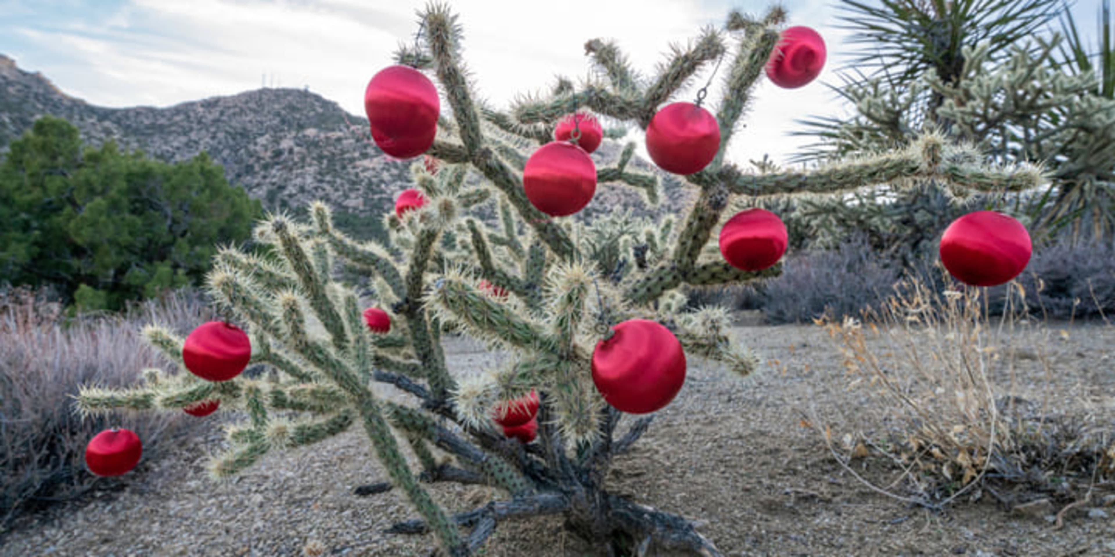 Bright red baubles hanging from a cactus in the Mojave Desert near Las Vegas
