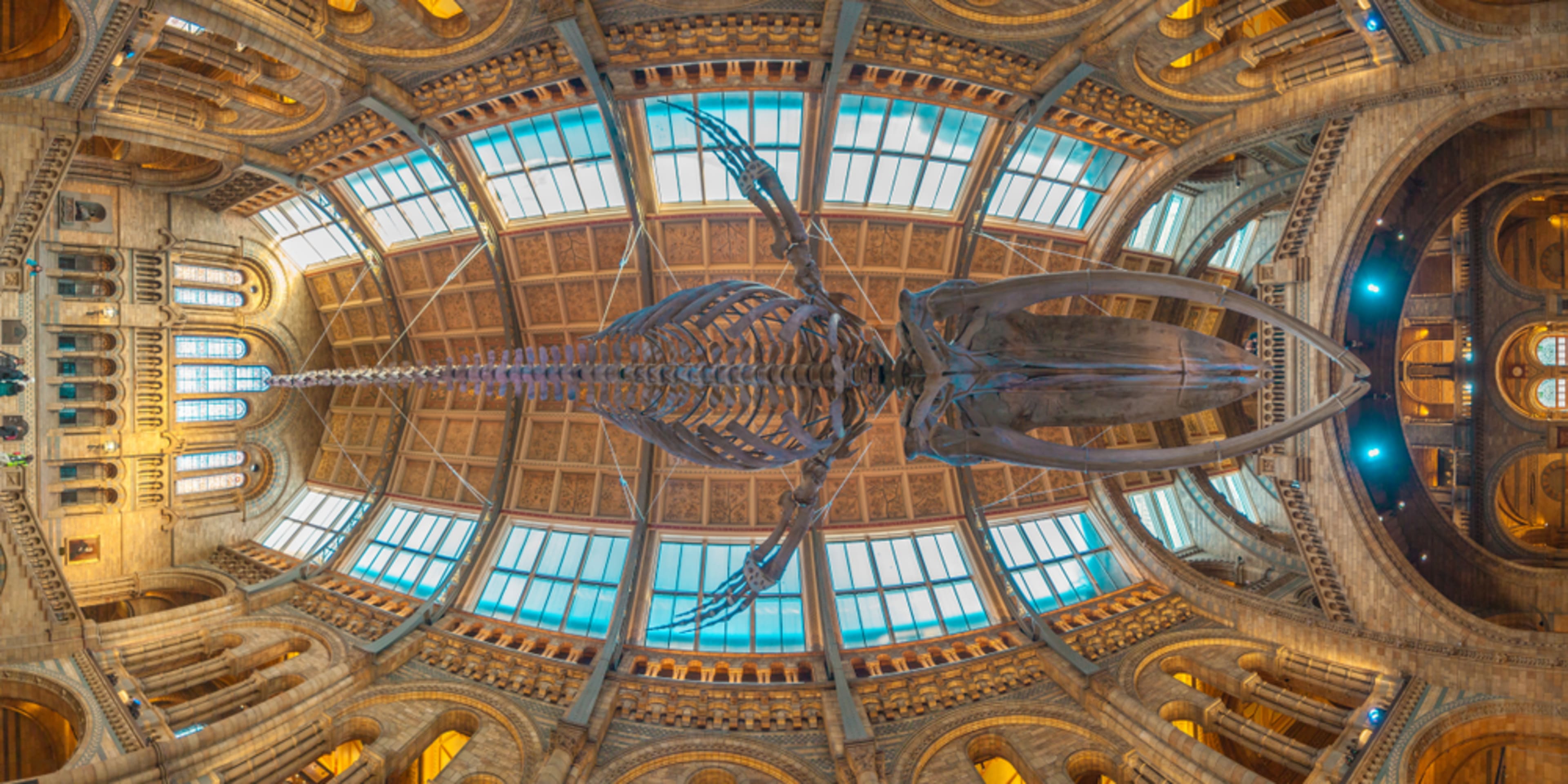 Curiosità sul Natural History Museum 